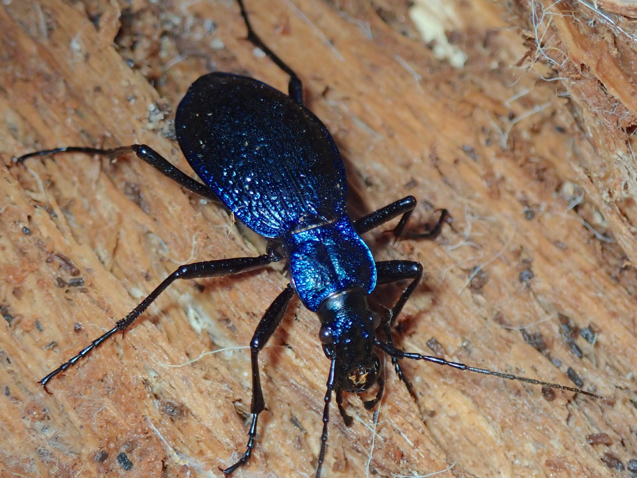 Carabus intricatus Carabus intricatus